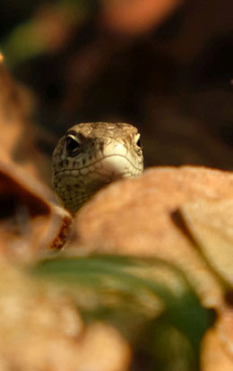 Zauneidechse, Foto: Sarah Anschütz