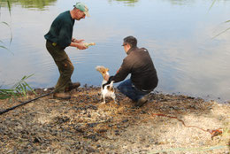 Der Terrier wartet gespannt auf seinen Einsatz.