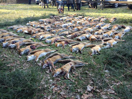 Fuchsstrecke des Jagdvereins Hubertus Gießen