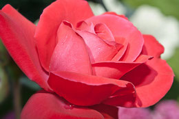 Eine rote Rose