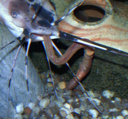 Clarias batrachus (Froschwels) frisst einen Tauwurm.