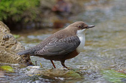 Wasseramsel Gut Kallerbend Holzbrücke Zerkall Mühlkoppe Bachneunauge Äsche Naturschutzgebiet BNatSchG UNB Bezirksregierung Köln Untere Naturschutzbehörde Kreis Düren NABU Düren