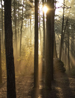Die Sonne durchflutet den morgendlichen Kiefernwald mit seinen Sandsteinfelsen am Buchstein bei Bayreuth