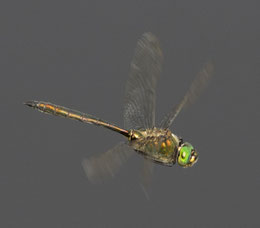 Eine Smaragdlibelle mit ihren grünen Augen schwebt über dem dunklen Teich