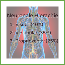 Neuronale Hierachie Robert Rath Personal Trainer Neuro Athletik Visuelles Training Rosenheim Chiemsee