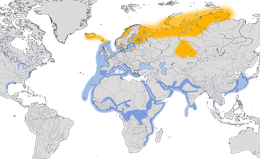Karte zur Verbreitung der Heringsmöwe (Larus fuscus)