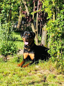 Die freundliche und gelehrige Hündin sucht natürlich weiterhin ihre Familie. Unterstützung bei der Fütterung ist gewiss! 🤩