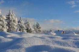 chien dans la neige