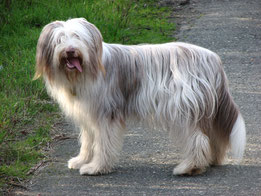 Wikipedia_marbla123_Bearded Collie