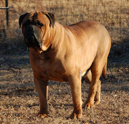 Wikipedia_TMIB90210_Bullmastiff in brown surroundings outside