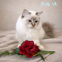 Lady D. From A Fairy Tale Island