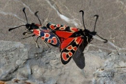 Z. felix zoraida (Rif occidental) (Photo J.-M. André on an indication of M. Tarrier) 