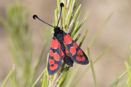 Z. felix rolleti (Haut Atlas oriental) (Photo J.-M. André on an indication of M. Tarrier) 