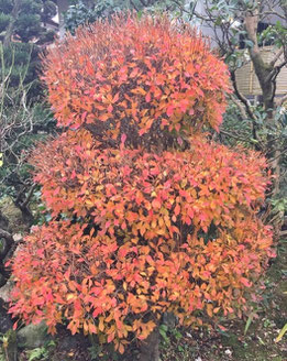 庭の紅葉
