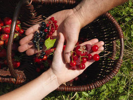 Petits fruits rouges Bio dans les mains d'Isabelle et Sylvain