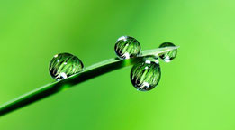 Green droplets