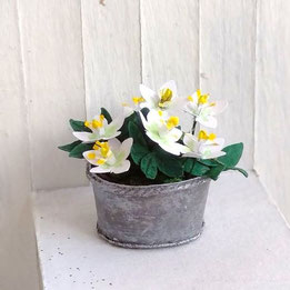 Bastelanleitung für Miniatur-Christrosen