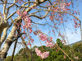 ふだらく霊園の枝垂れ桜