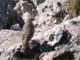 ROQUERO SOLITARIO (Monticola solitarius). Torreón, P. N. Sierra de Grazalema