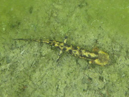 SALAMANDRA ANDALUZA, larva (Salamandra s, longirostris). Travesía Sierrra de las Nieves, Cueva del Agua, P. N. Sierra de las Nieves