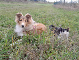 chiot berger des shetlands fauve et chat noir et blanc dans l'hereb