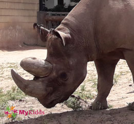 Nashorn im Zoo Frankfurt a.M.