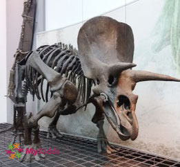 Senckenberg Naturmuseum Frankfurt
