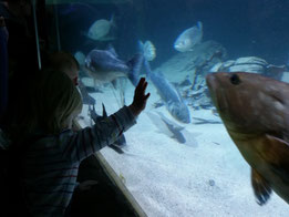 Ausflug ins Aquarium in Rheinland-Pfalz