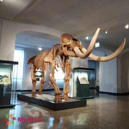 Mammutskelett im Museum