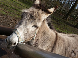 Esel streicheln in Nordrhein-Westfalen