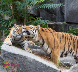 Schmusende Tier im Zoologischen Garten Berlin