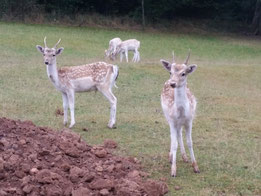 Rehe im Wildpark im Saarland