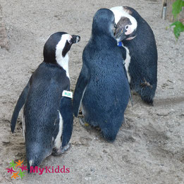 Pinguine im Zoo Leipzig