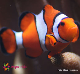Clownfisch im Aquarium Berlin