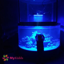 Kind vor leuchtendem Aquarium