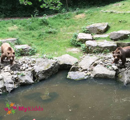 Braunbären im Freigehege
