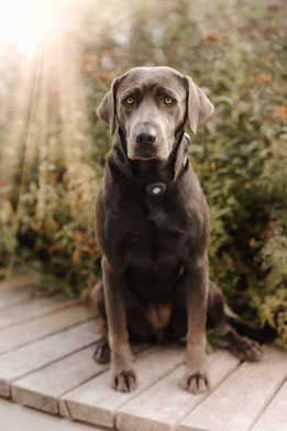 Lou (Besondere Aufgaben)