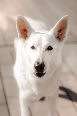 Chiro (Besondere Aufgaben)