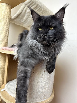 Maine Coon Kater in black smoke