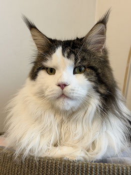 Maine Coon Kater