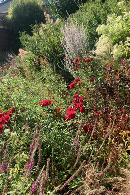Naturalistisches Beet mit Rosen für stabile Hangbegrünung in Hattingen