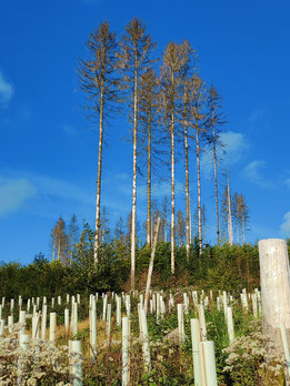 Optionen auf eine neue, sicher Waldgeneration © Fred Josef Hansen