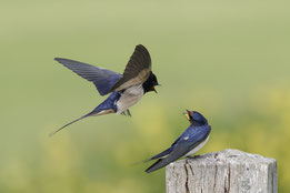 FOTO'S VAN DE MAAND