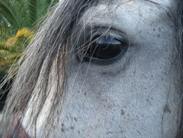 Sandrine Fournier, Nature et Sens, Agen / Bon Encontre, Lot et Garonne, Sud Ouest, Aquitaine, France, Sophrologie, Sophrologue, Soins aux animaux, communication animale, Bien être des humains et des animaux, Fleurs de Bach, Psycho énergétique, santé