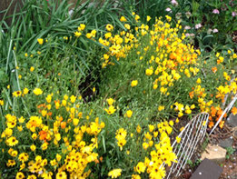 Dimorphotheca 'Spring Flush Yellow' 