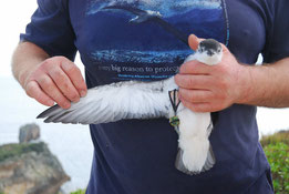 Little shearwater Burgess Island Mokohinaus