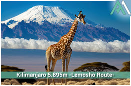 KILIMANJARO 5.895M - LEMOSHO ROUTE Kilimanjaro Gipfelsturm: Entdecke die Vielfalt der Lemosho-Route zum Uhuru Peak mit AMICAL ALPIN und EXTREK Africa
