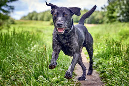 Hundesozialisierung, Privattraining, Einzelcoaching Amadeus, Landseer und Zorbas, Neufundländer