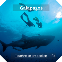 Tauchreise Galapagos