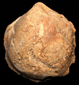 Calco di Glycymeris, forse G. bimaculata (Toscana, Pliocene)